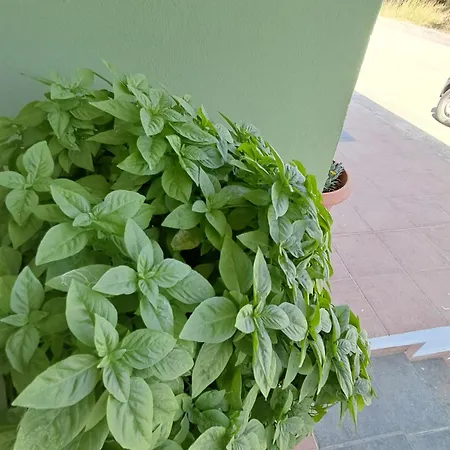 Galinis Парадейси