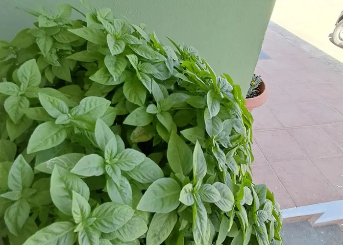 Galinis Парадейси